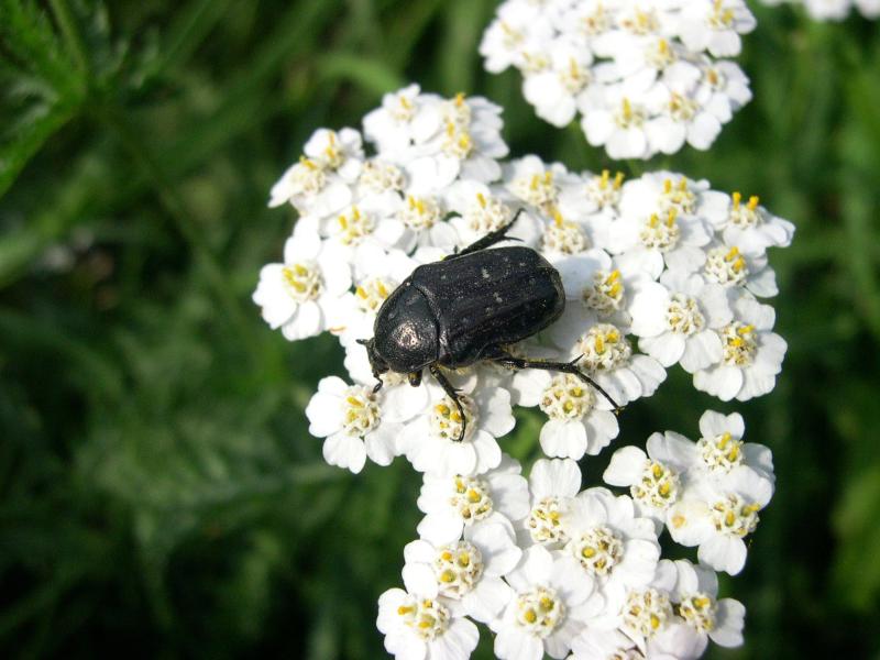 Coleotteri in Val di Tures